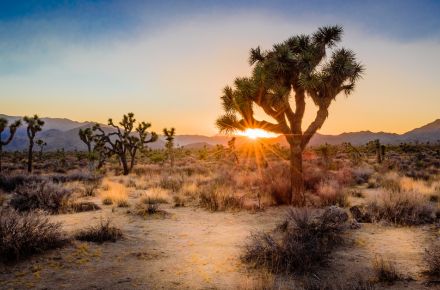 Joshua Tree