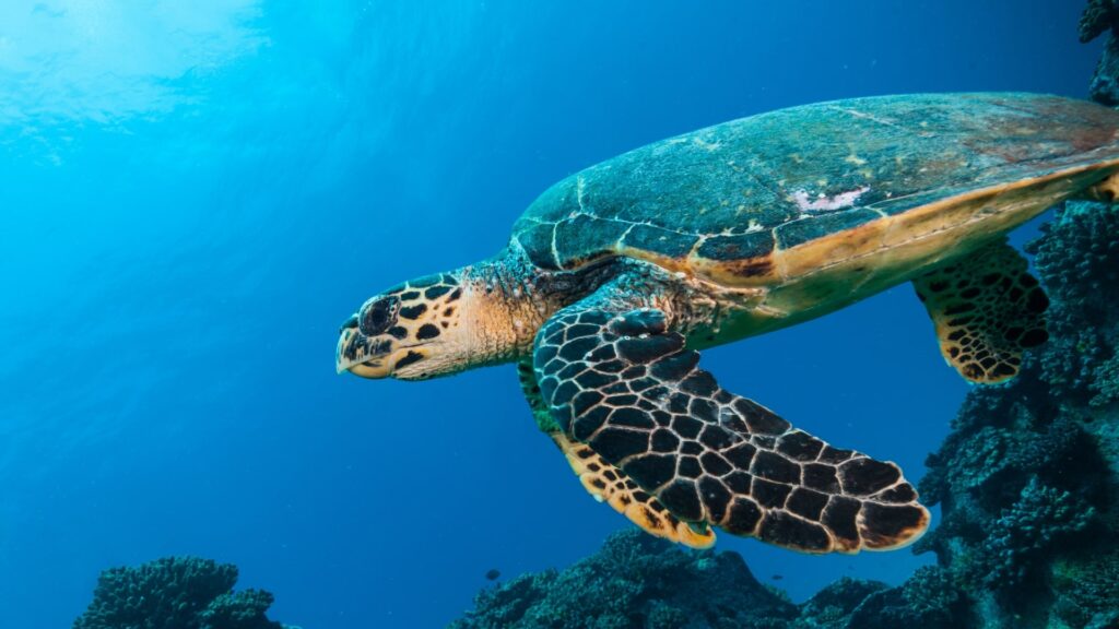 Nurkowanie na Seszelach