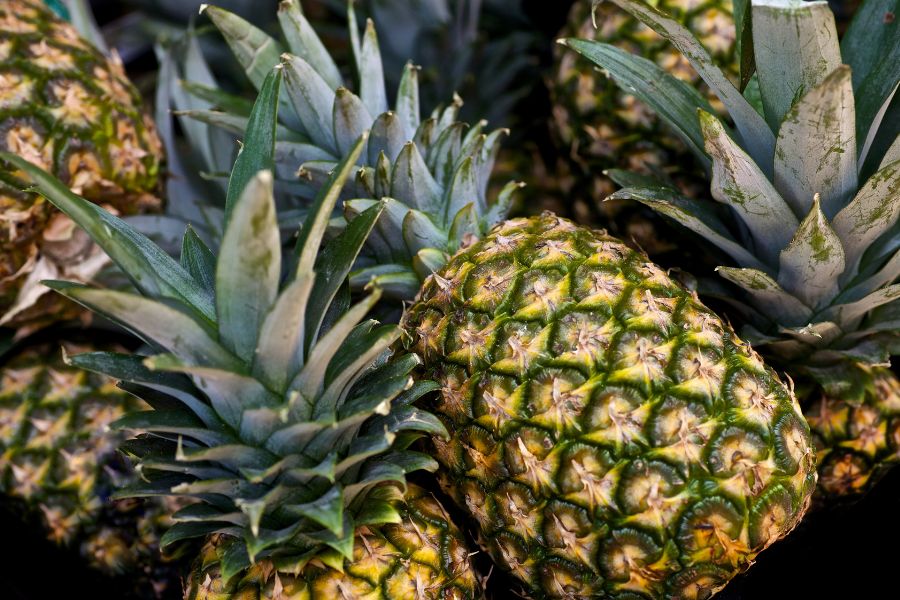 plantacja ananasów