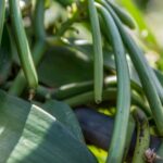 Reunion, plantacja wanilli