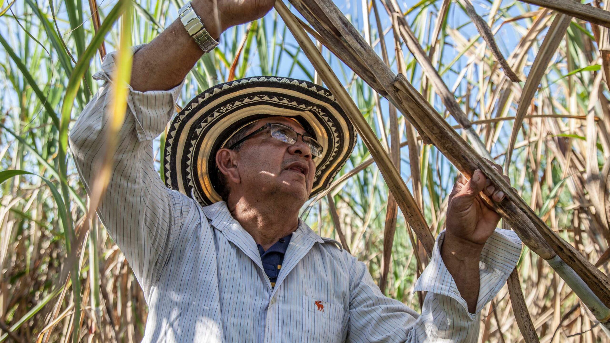 Reunion, trzcina cukrowa