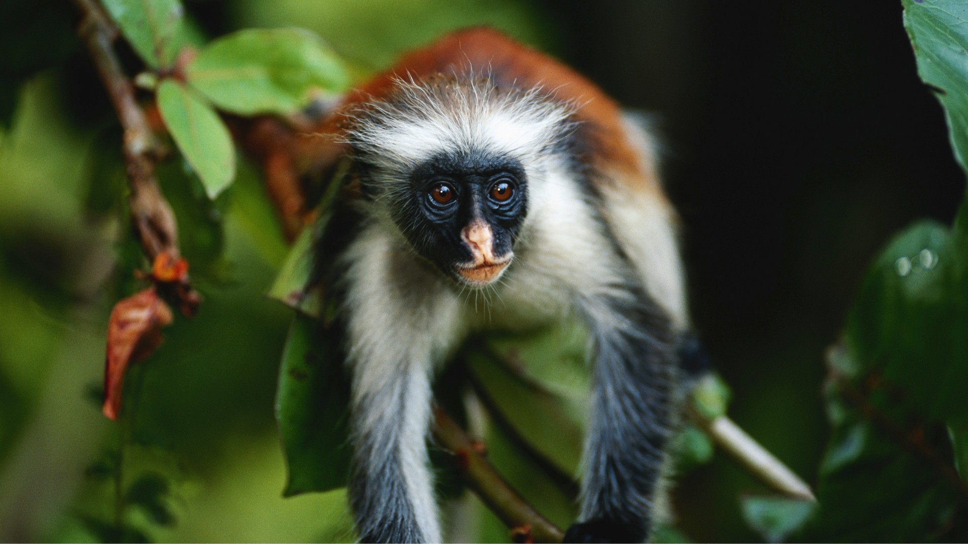 Zanzibar, Josani forest