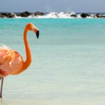 Turks i Caicos oferta, Turks i Caicos wycieczka, Turks i Caicos flamingi