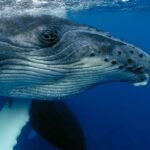 Turks i Caicos oferta, Turks i Caicos wycieczka, Turks i Caicos humbat