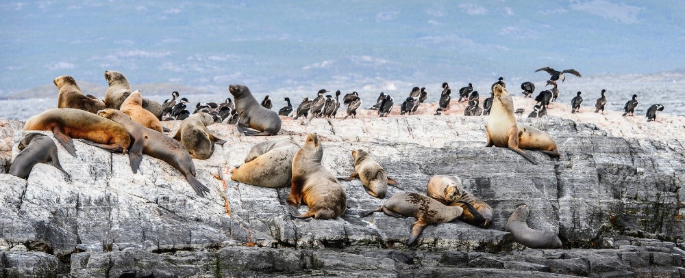 Argentyna, obserwacja zwierząt