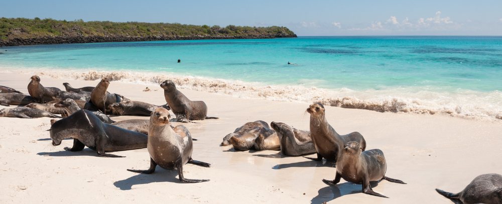 Galapagos, Santa Cruz
