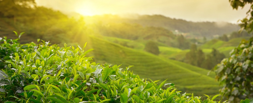 Kolumbia, plantacja kawy