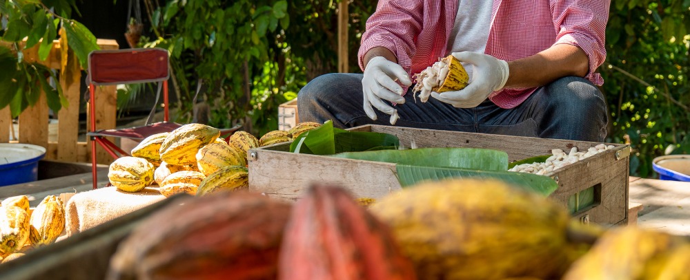 Ekwador, degustacja czekolady