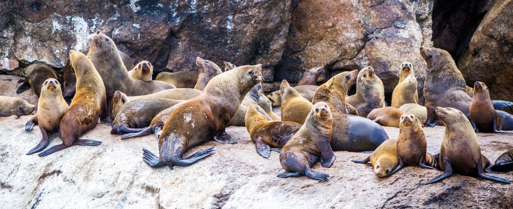Chile oferta, Chile wycieczka, Chile Punta de Lobos