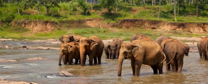 Sri Lanka, Elephant Freedom Project