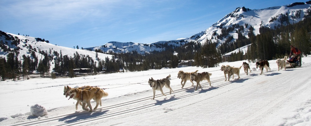 Alaska, psie zaprzęgi