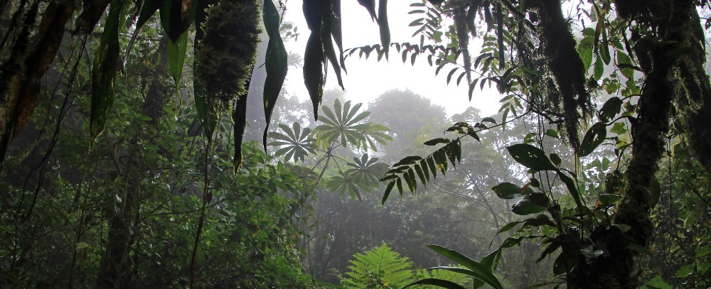 Kostaryka, Monteverde