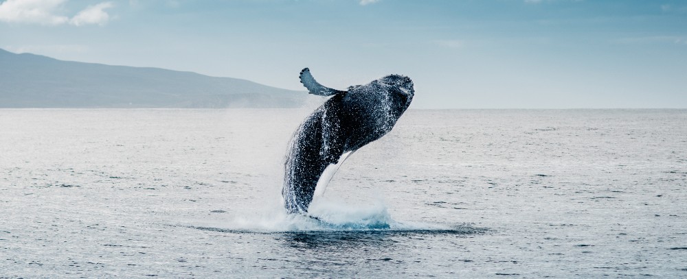 Nowa Zelandia oferta, Nowa Zelandia wycieczka, Nowa Zelandia Lodowiec Franciszka Józefa