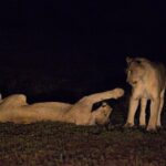 Singapur, nocne safari