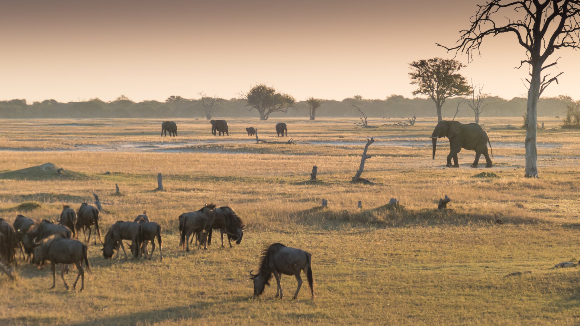 Zimbabwe, Hwange
