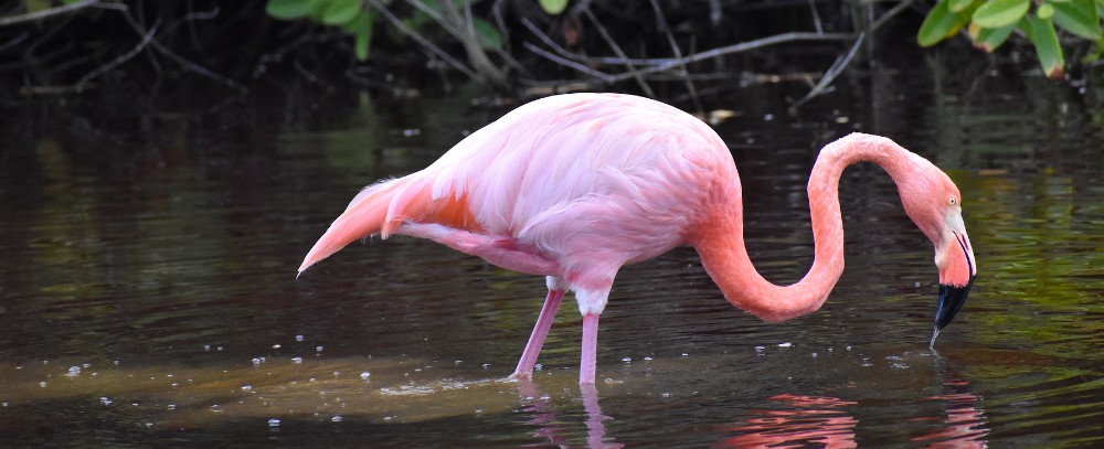 Rejs oferta, Rejs wycieczka, Rejs Galapagos