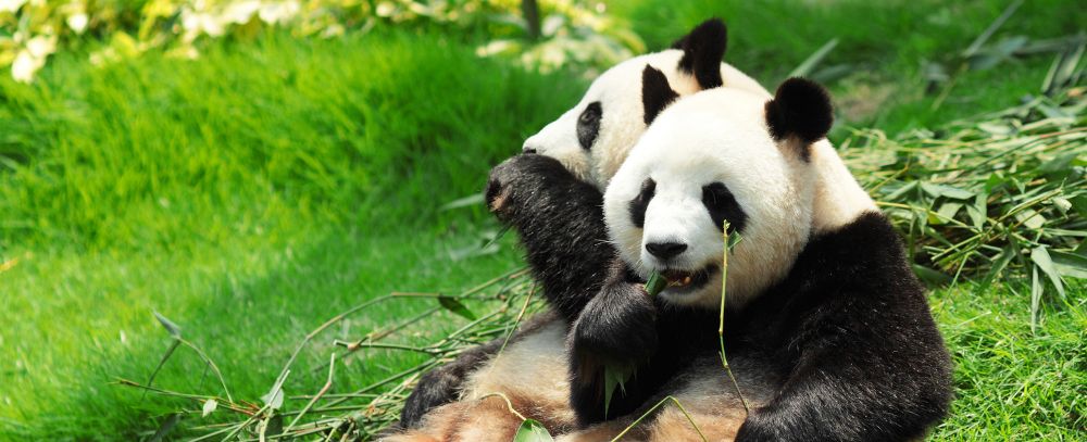 Japonia oferta, Japonia wakacje, Japonia wycieczka