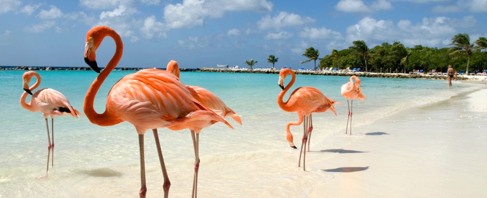 Aruba oferta, Aruba wycieczka, Aruba wakacje