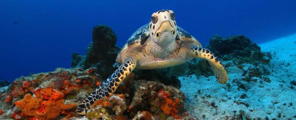 Rejs oferta, Rejs wycieczka, Rejs Icon of the Sea