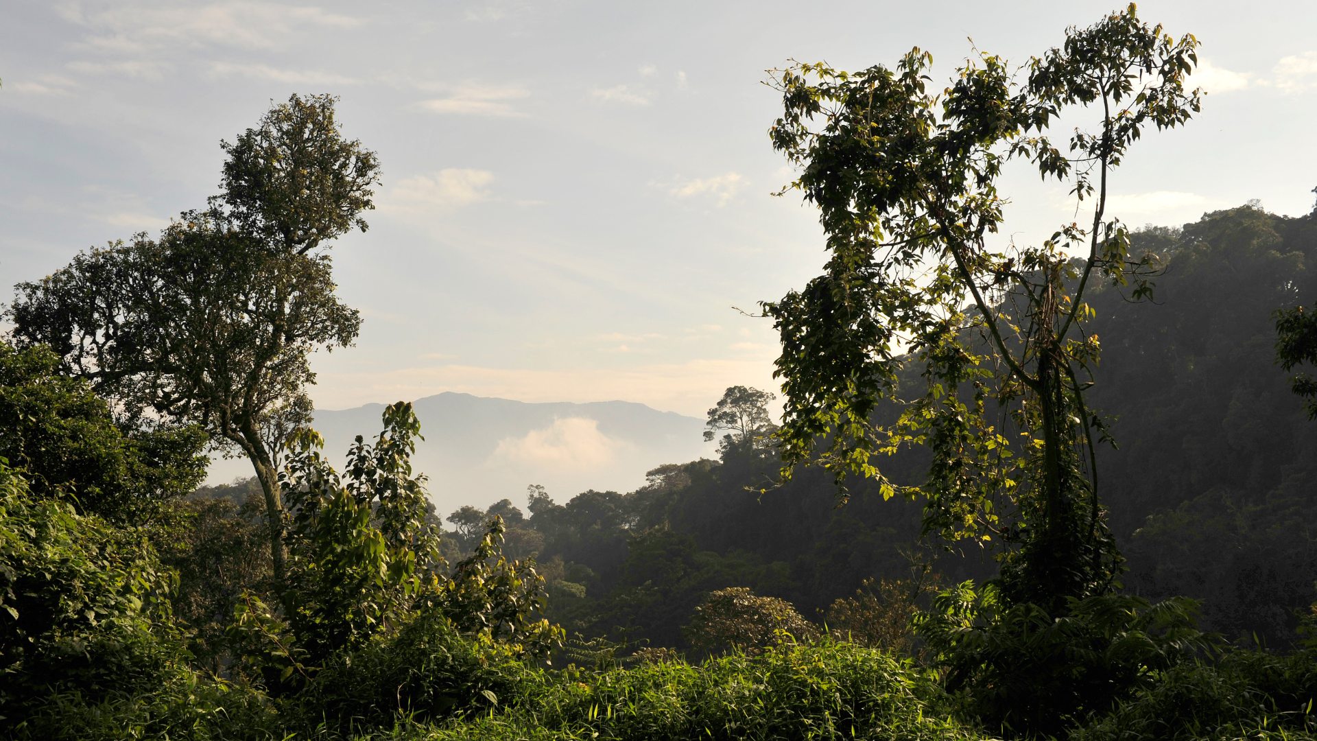 Nyungwe