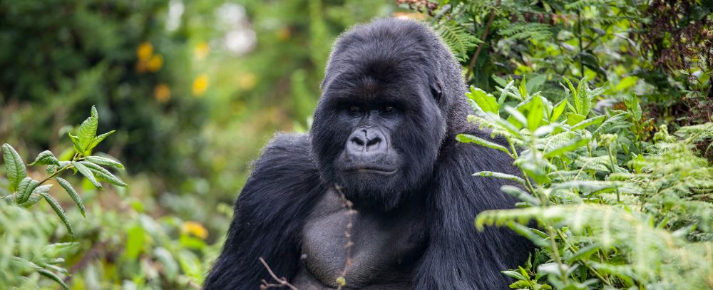 Uganda oferta, Uganda wycieczka, Uganda wakacje