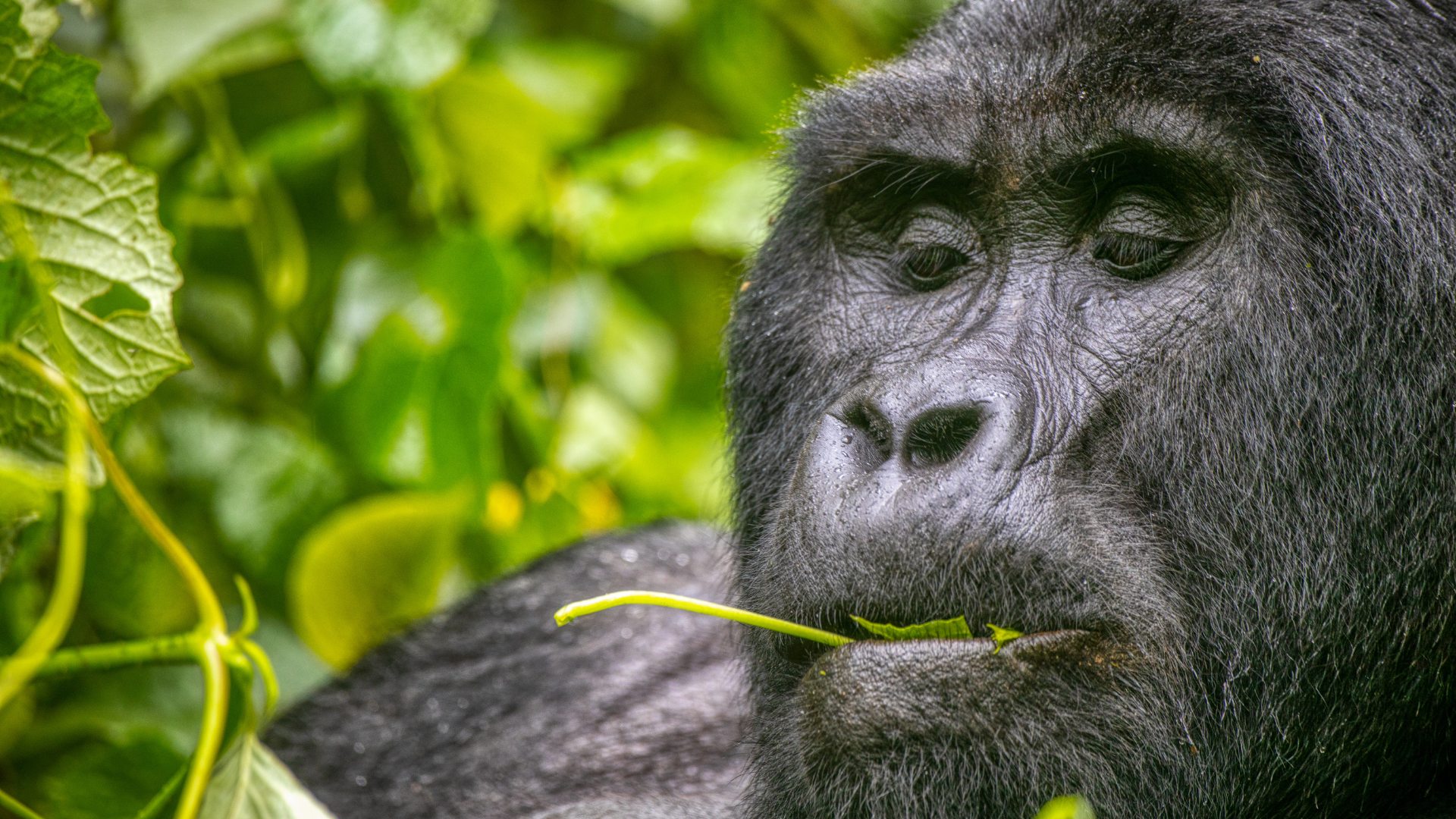 Park Narodowy Bwindi