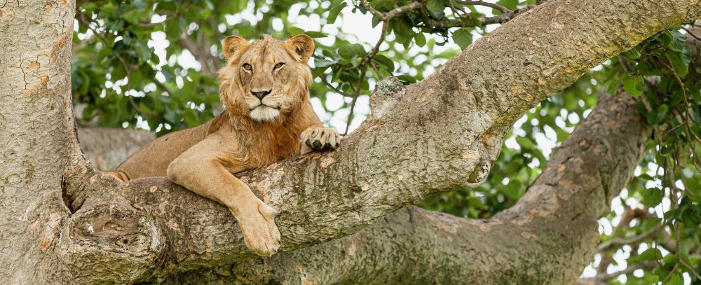 Uganda oferta, Uganda wycieczka, Uganda wakacje