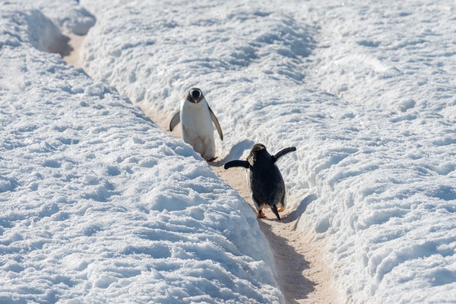 pingwiny, rejs na Antarktyde, Antarktyda z polskim przewodnikiem, Antarktyda 2026, wyjazd na Antarktydę, DreamGo Exclusive Travel