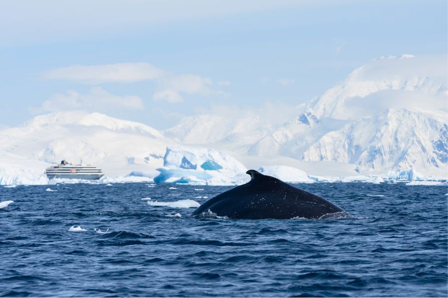 wieloryb, wycieczka zodiakiem, Antarktyda 2025, DreamGo, Antarktyda z polskim pilotem, rejs na Antarktydę, Antarktyda 2026